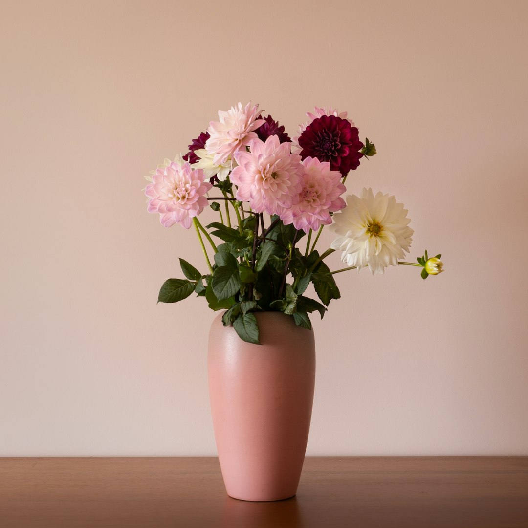 Pink red and white dahlias arranged in a pink vase