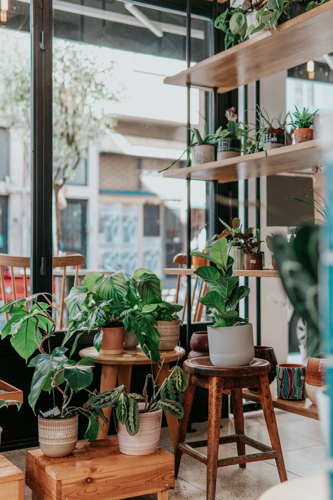 Potted plants displayed in a sunlit shop